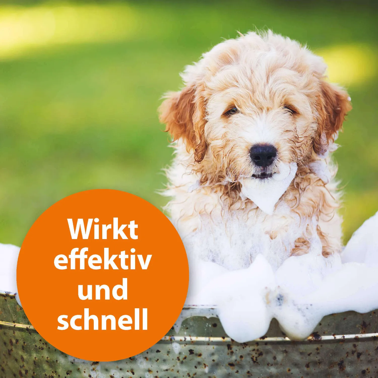ARDAP Anti-Floh Hundeshampoo shampoo cani 250 ml lavanda