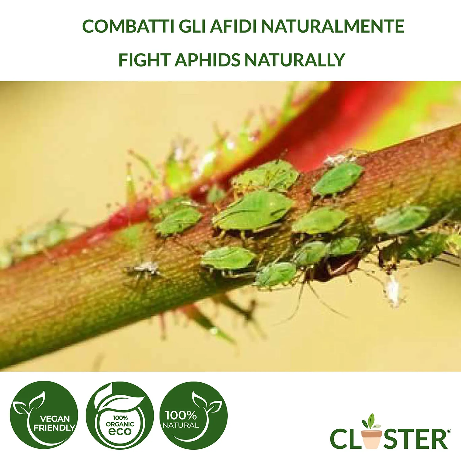 Closter Stop Afid spray piante 500 ml agrumi