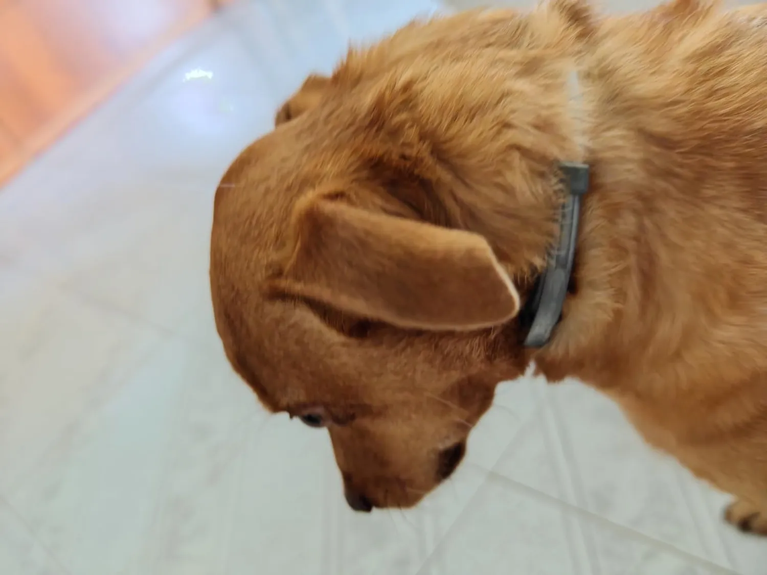 Elanco Seresto collare antiparassitario cani fino a 8 kg