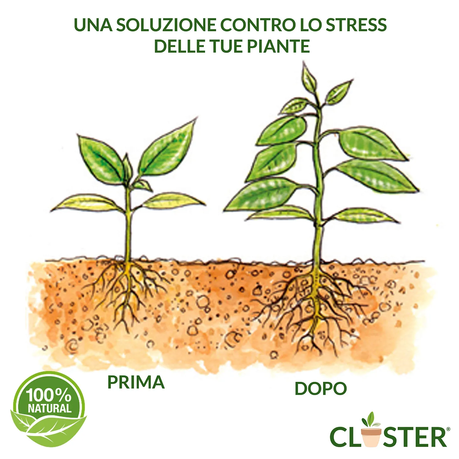 Closter Radice Forte concime radicante 150 gr con micorrize
