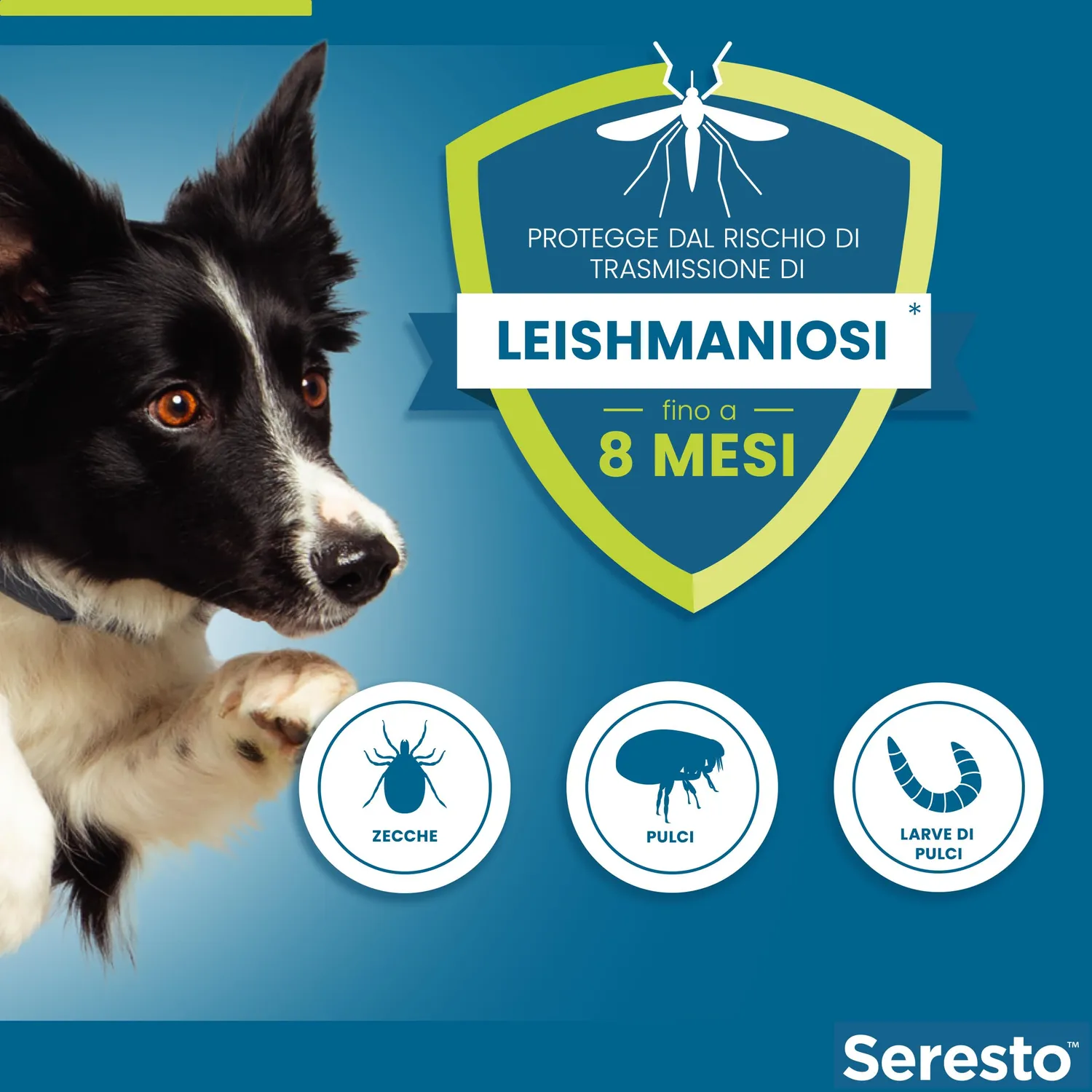 Elanco Seresto collare antiparassitario cani oltre 8 kg