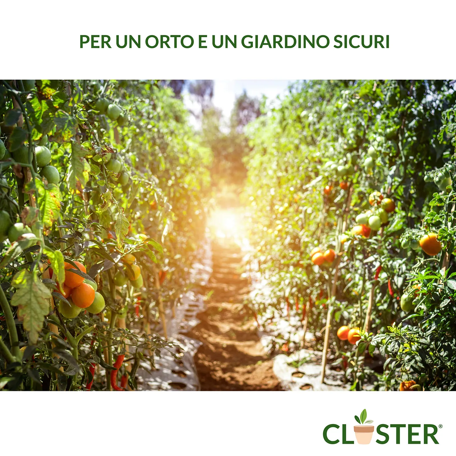 Closter Macerato di Ortica Fertilizzante 1 L Ferro Zinco