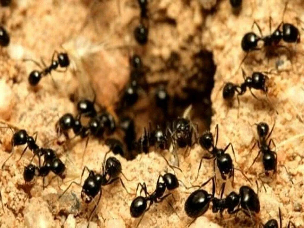 Vebi Duracid Microgranuli Insetticida Formiche 1 kg