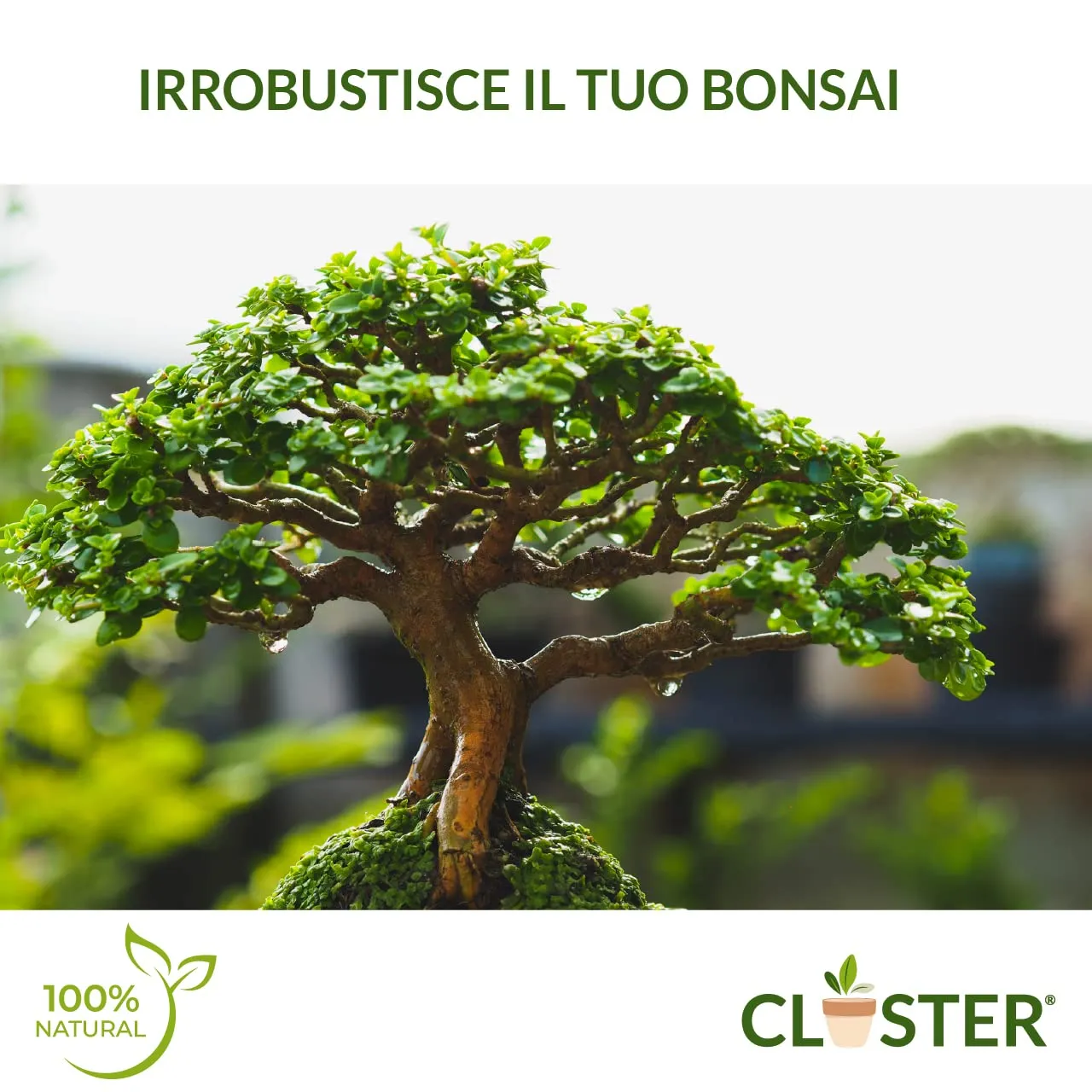 Closter Bonsai Love concime bonsai granulare 200 g NPK