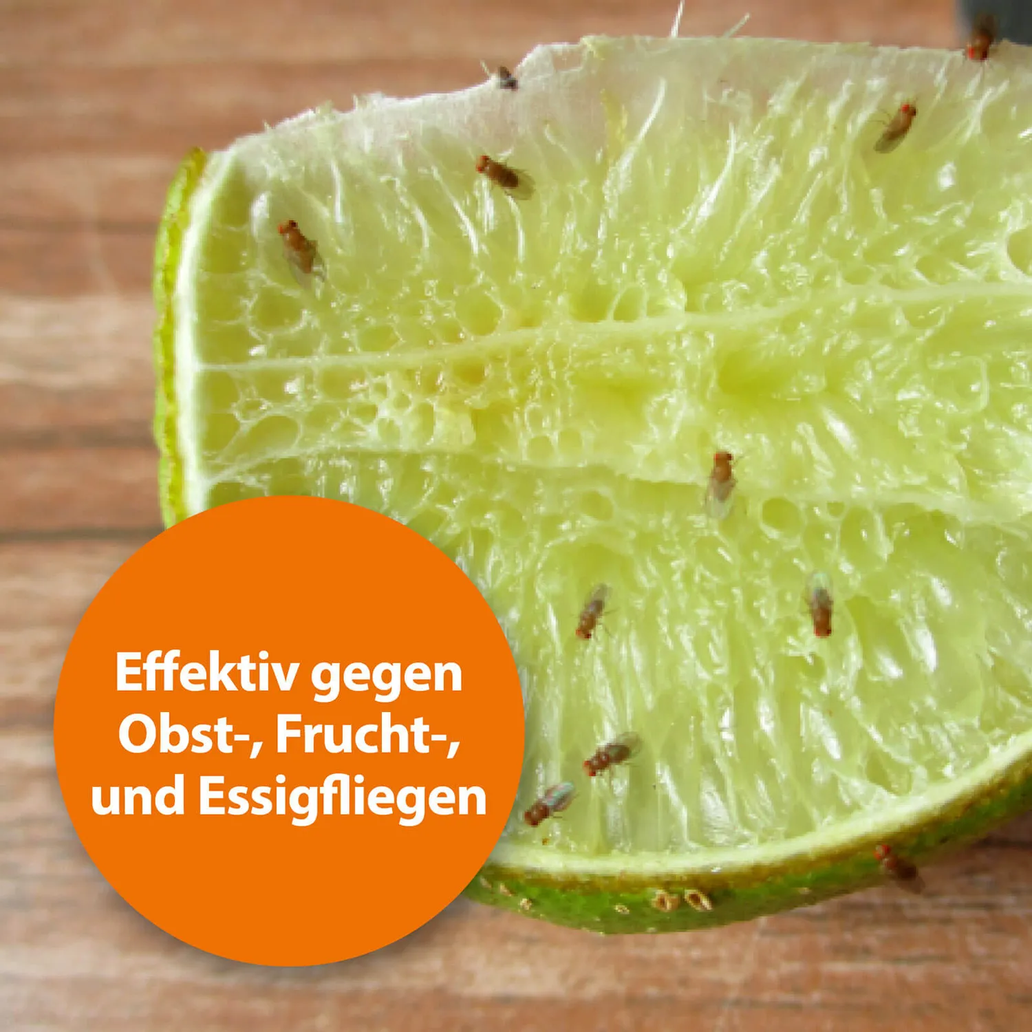 ARDAP Fruchtfliegenfalle trappola moscerini frutta senza insetticida