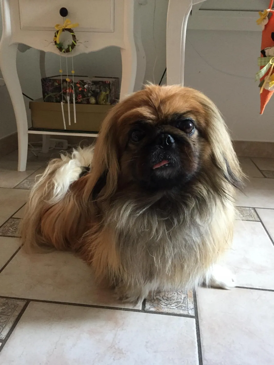 Elanco Seresto collare antiparassitario cani fino a 8 kg
