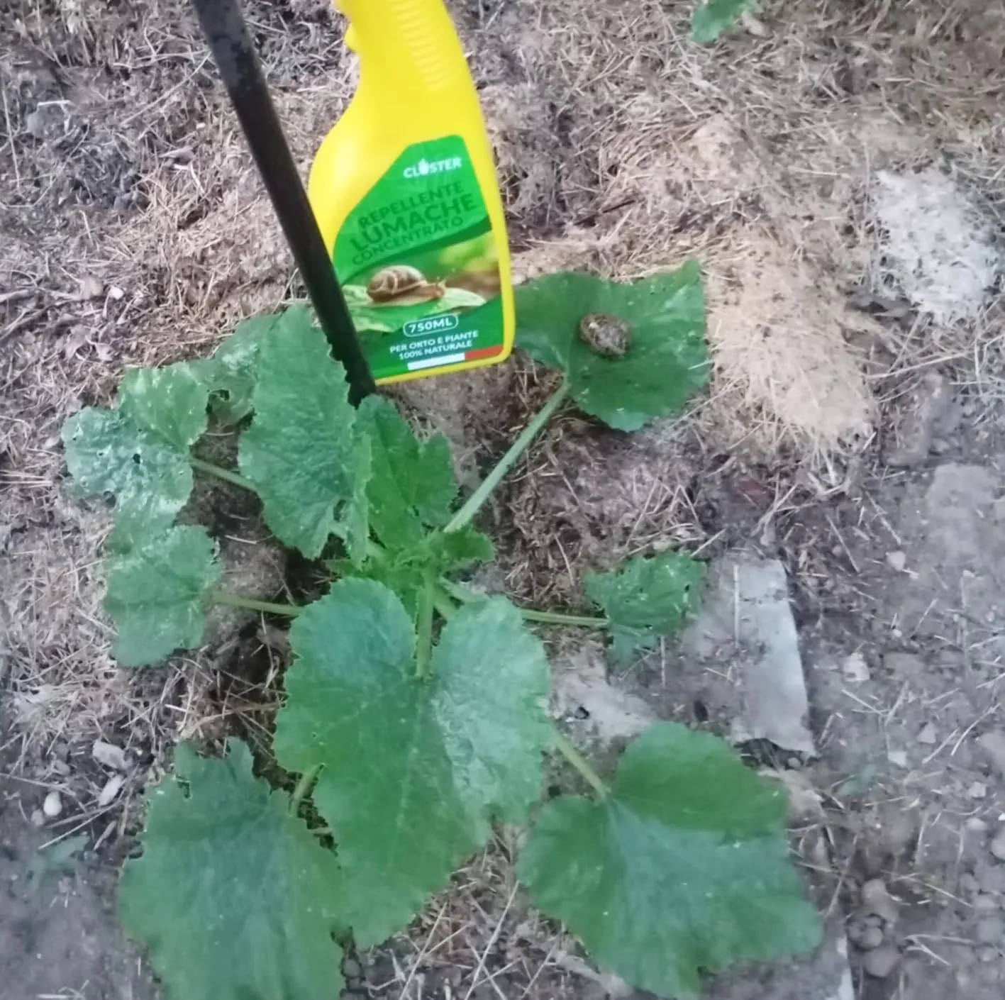 Closter Spray Antilumaca naturale 750 ml orto giardino