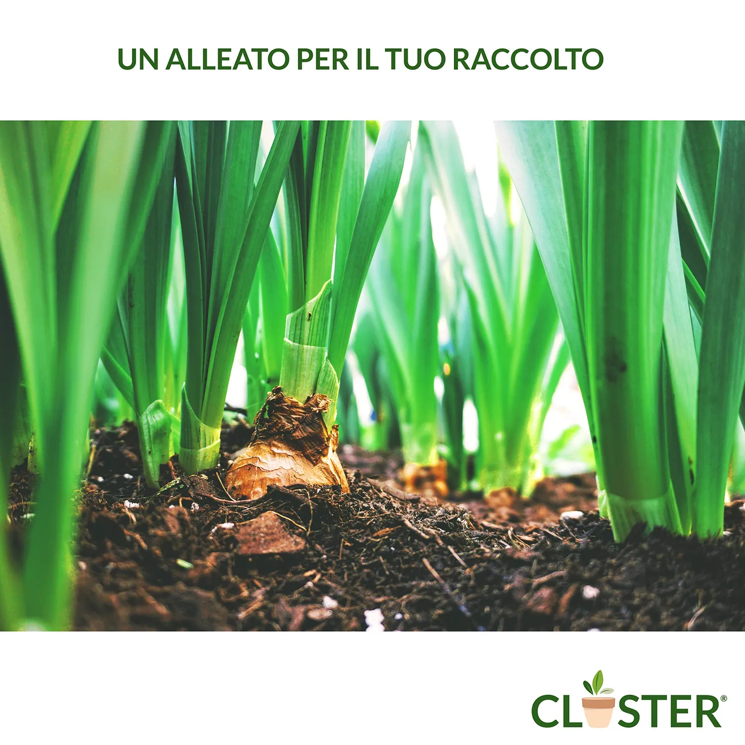 Closter Power Plants concime spray 500 ml rame e zolfo