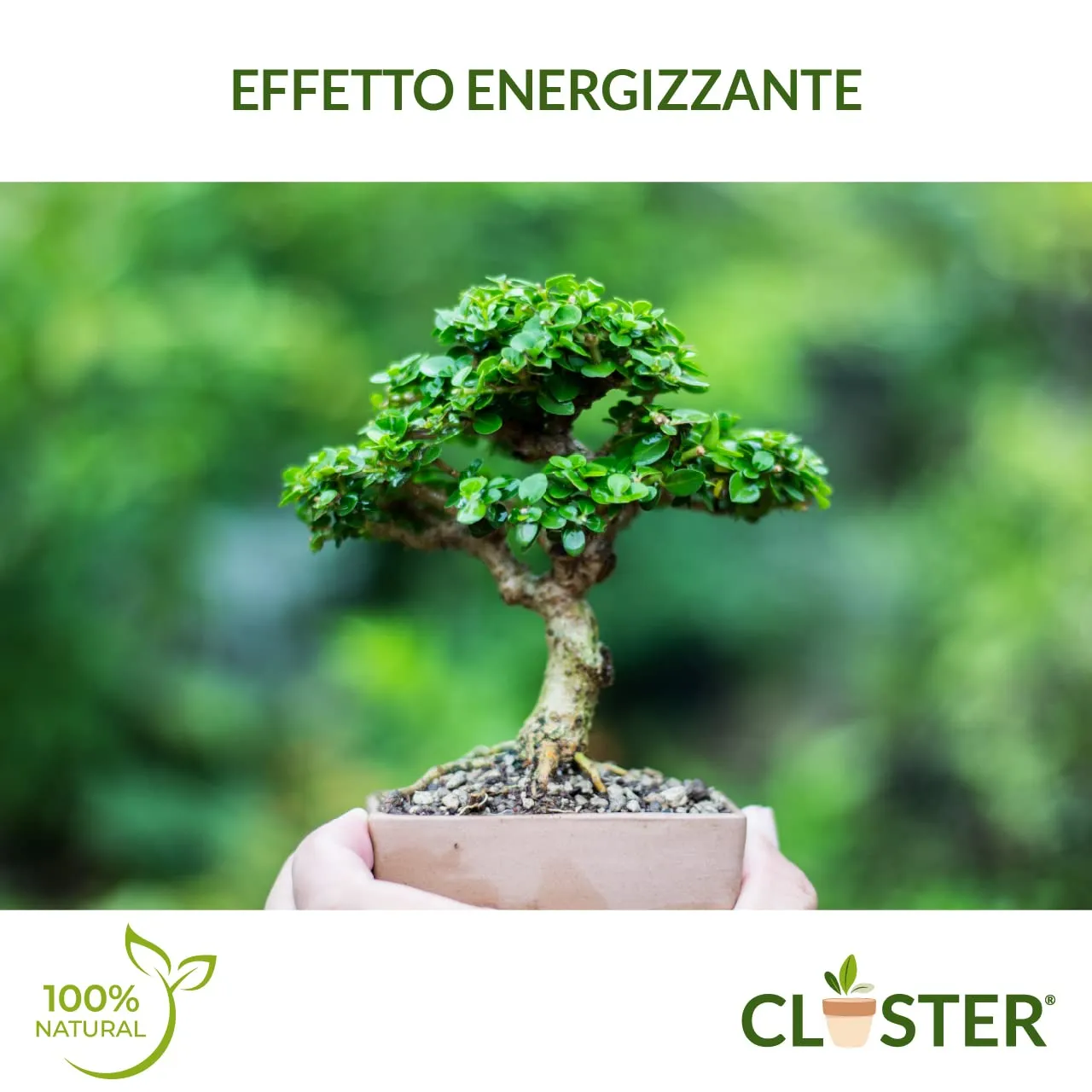 Closter Bonsai Love concime bonsai granulare 200 g NPK