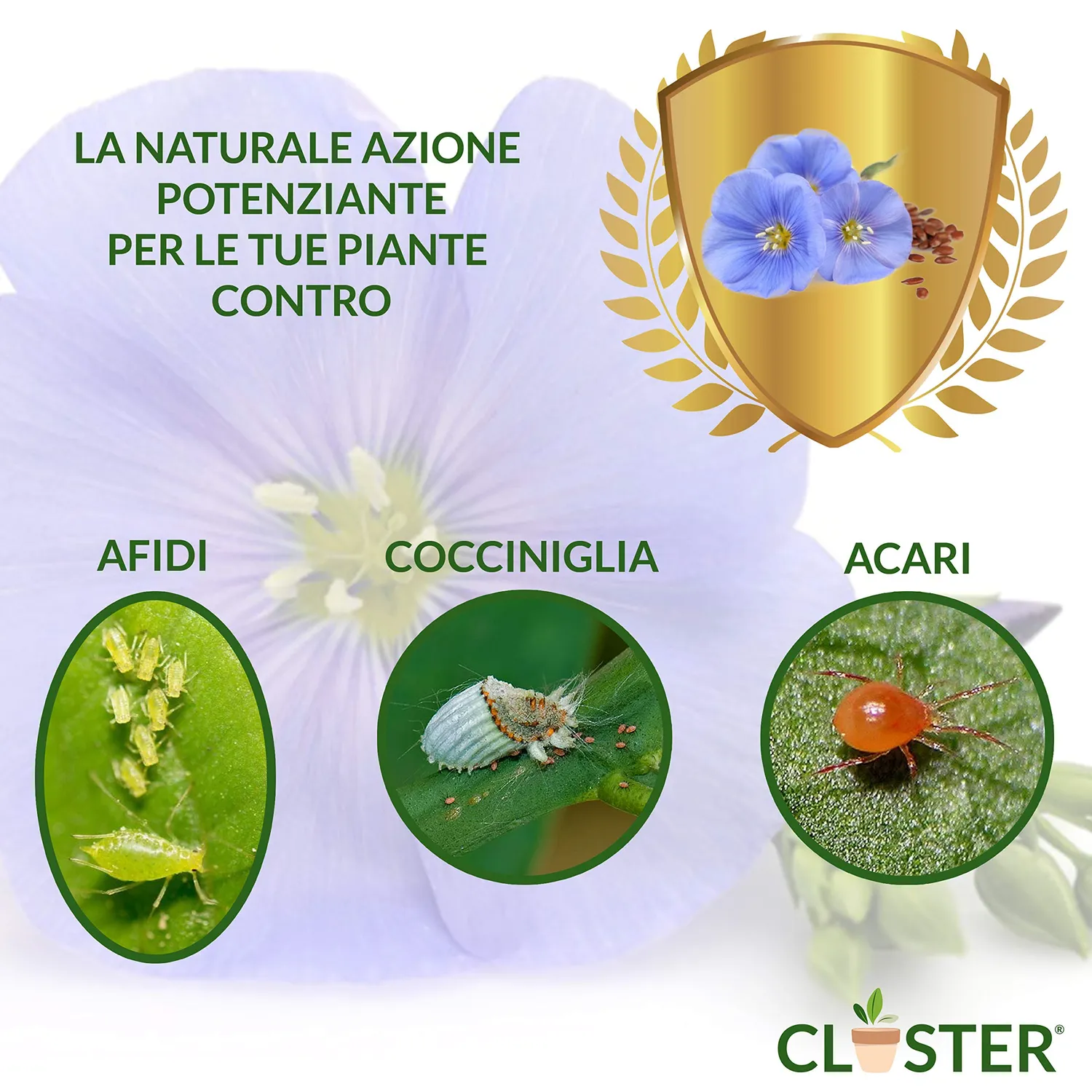 Closter Olio di Lino Spray Piante 500 ml Cocciniglia