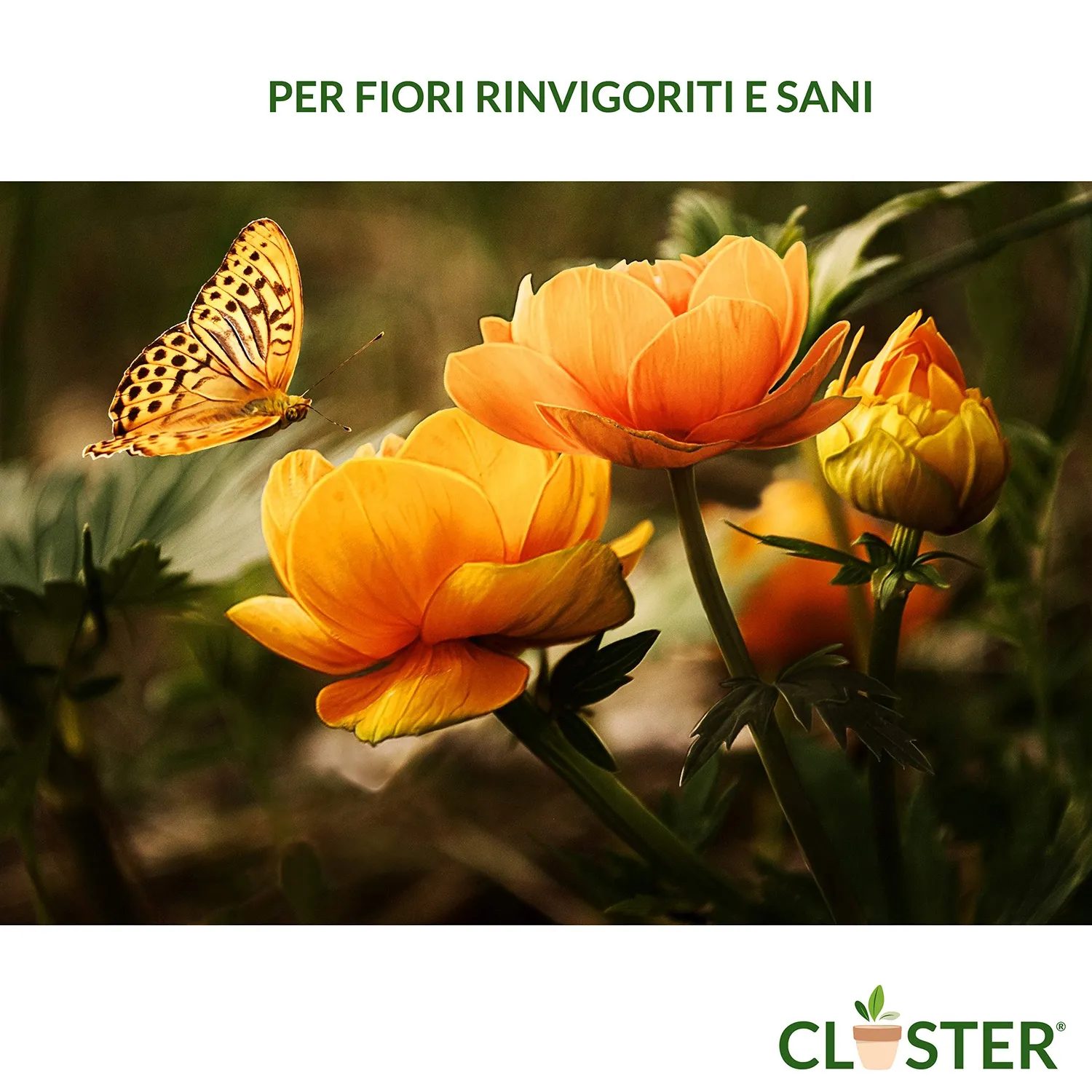 Closter Microelementi Concime Liquido 250 ml al Ferro