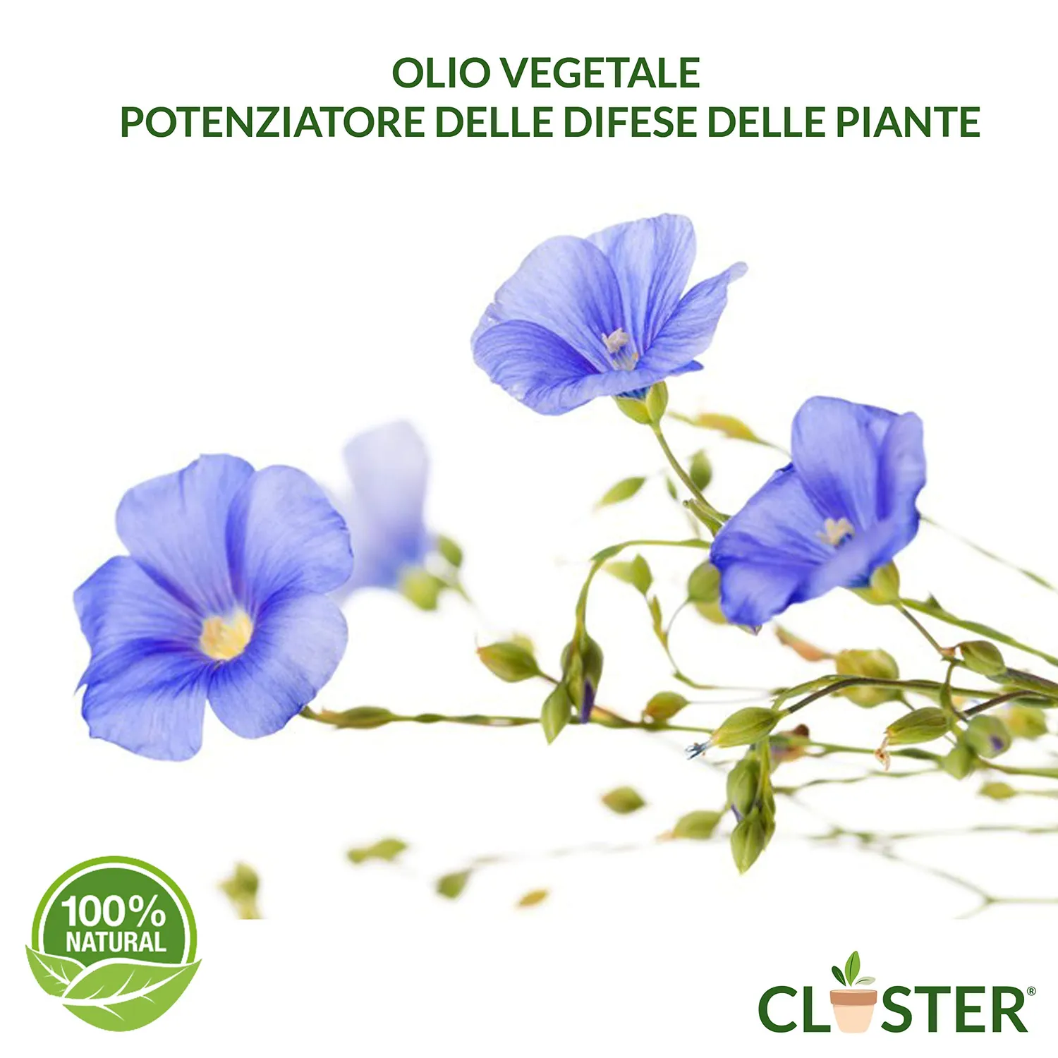 Closter Olio di Lino Spray Piante 500 ml Cocciniglia
