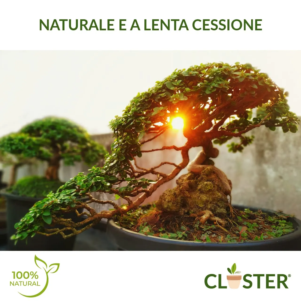 Closter Bonsai Love concime bonsai granulare 200 g NPK