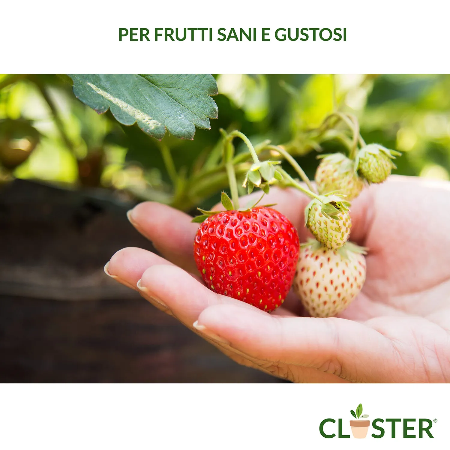 Closter Microelementi Concime Liquido 250 ml al Ferro