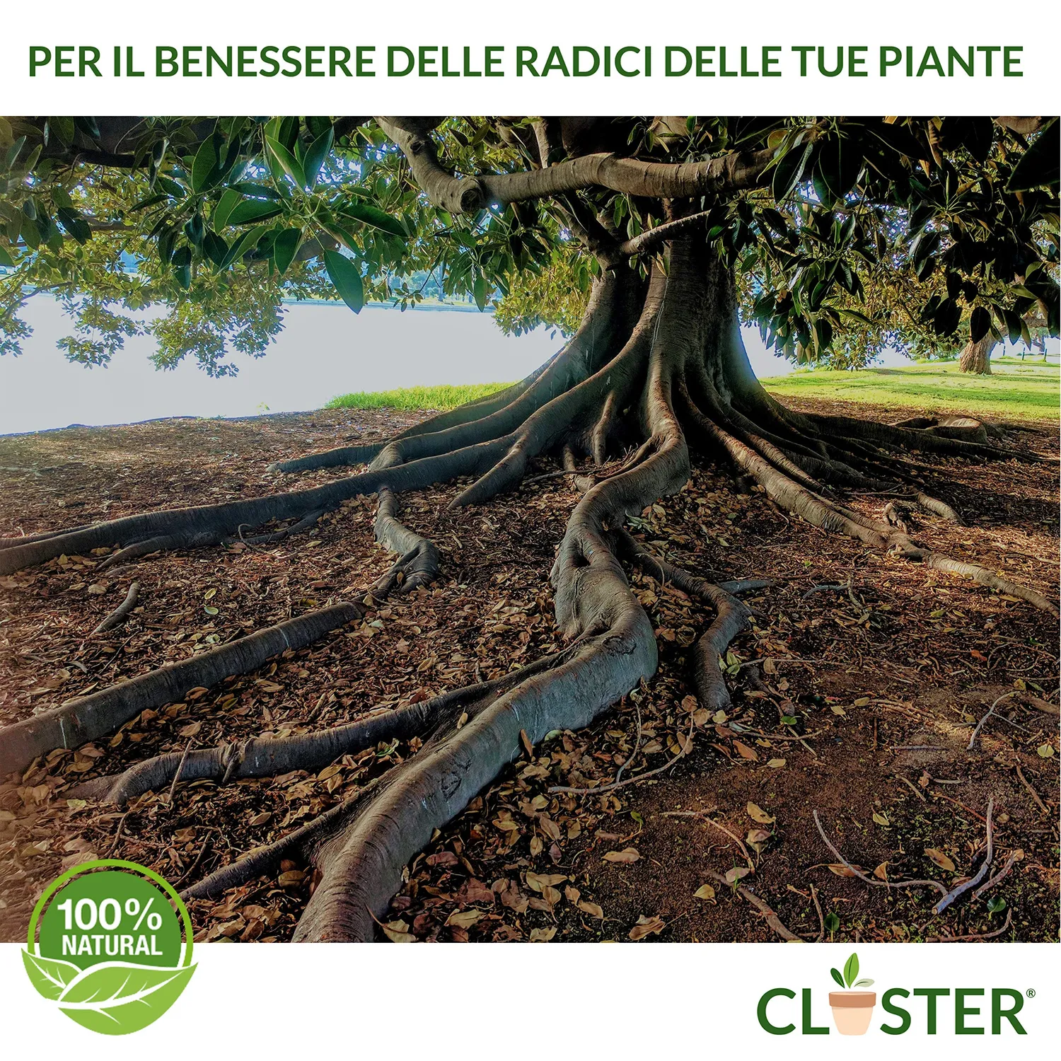 Closter Radice Forte concime radicante 150 gr con micorrize