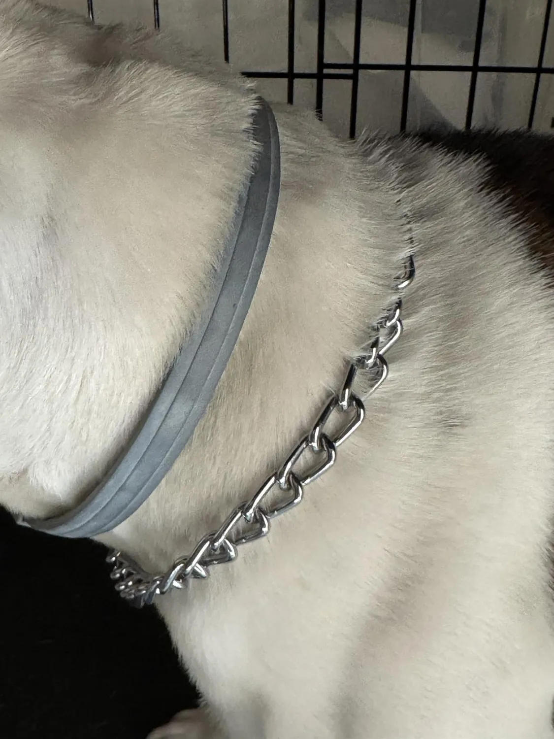 Elanco Seresto collare antiparassitario cani oltre 8 kg