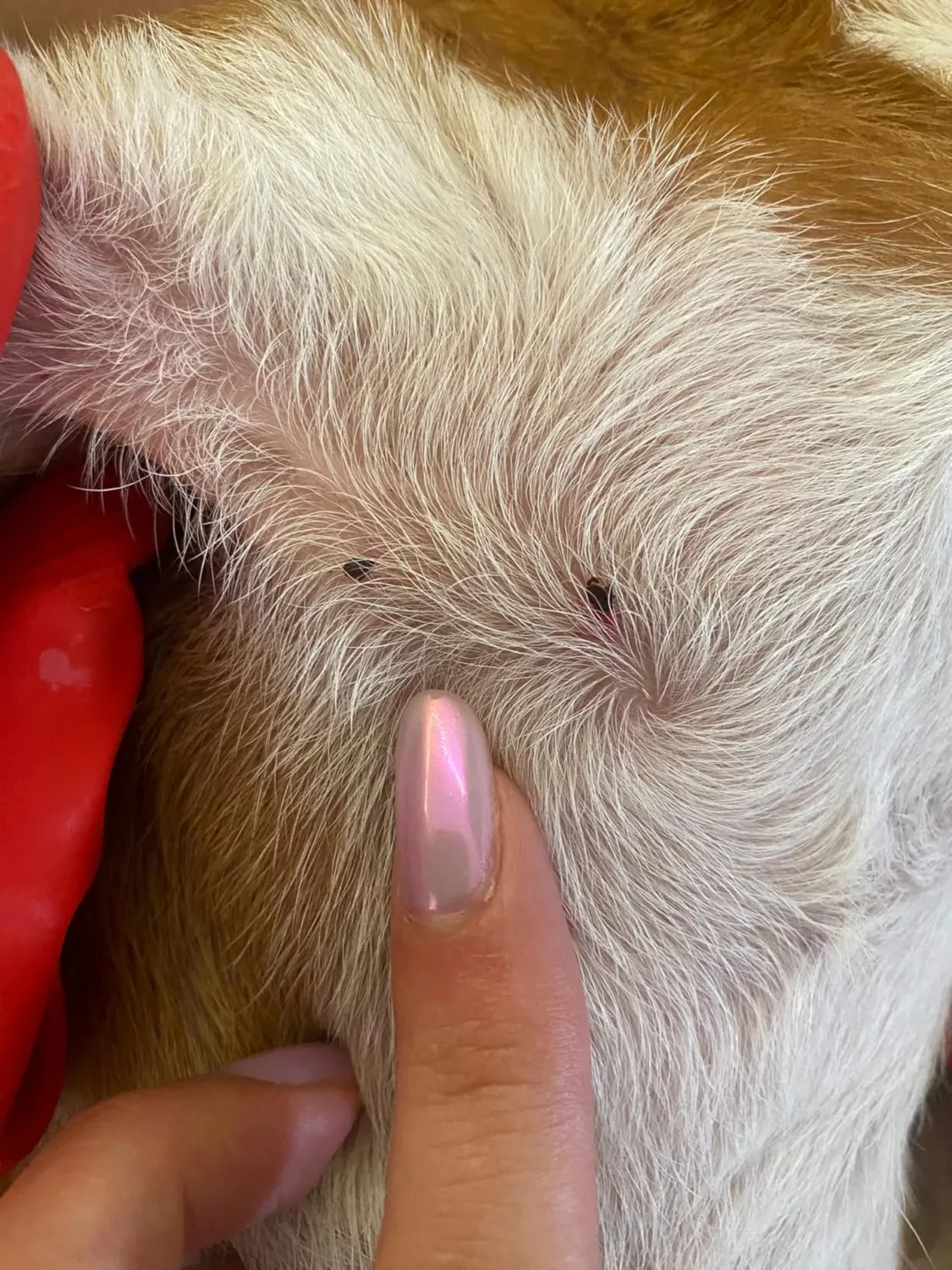 Elanco Seresto collare antiparassitario cani fino a 8 kg
