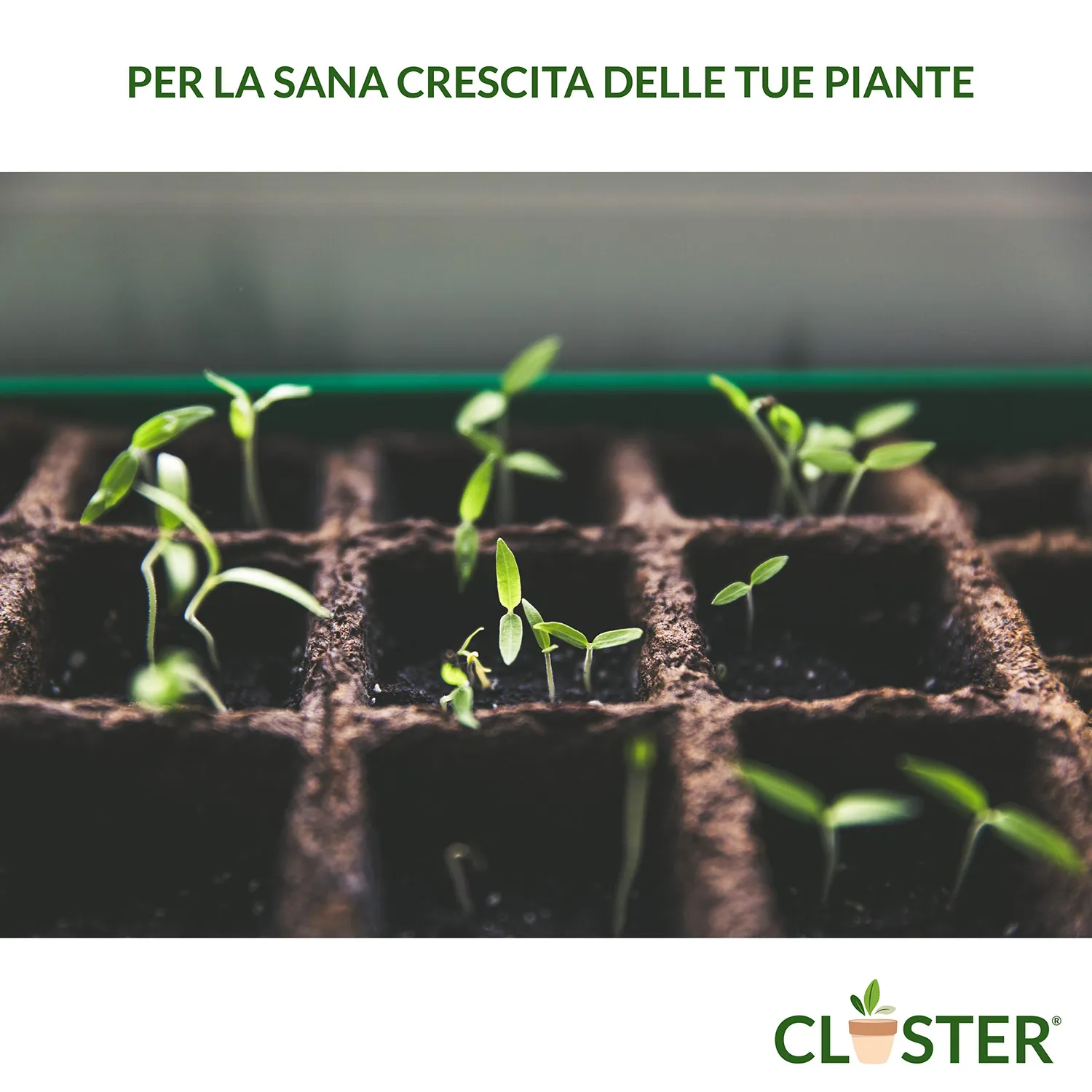 Closter Microelementi Concime Liquido 250 ml al Ferro