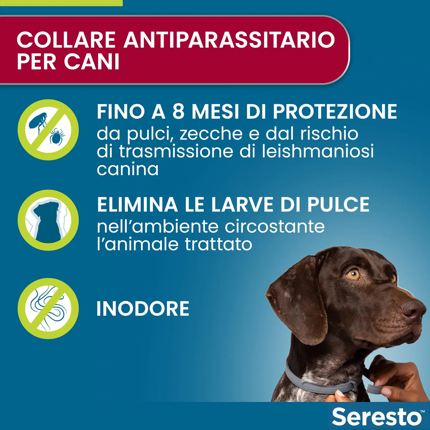 Elanco Seresto collare antiparassitario cani oltre 8 kg