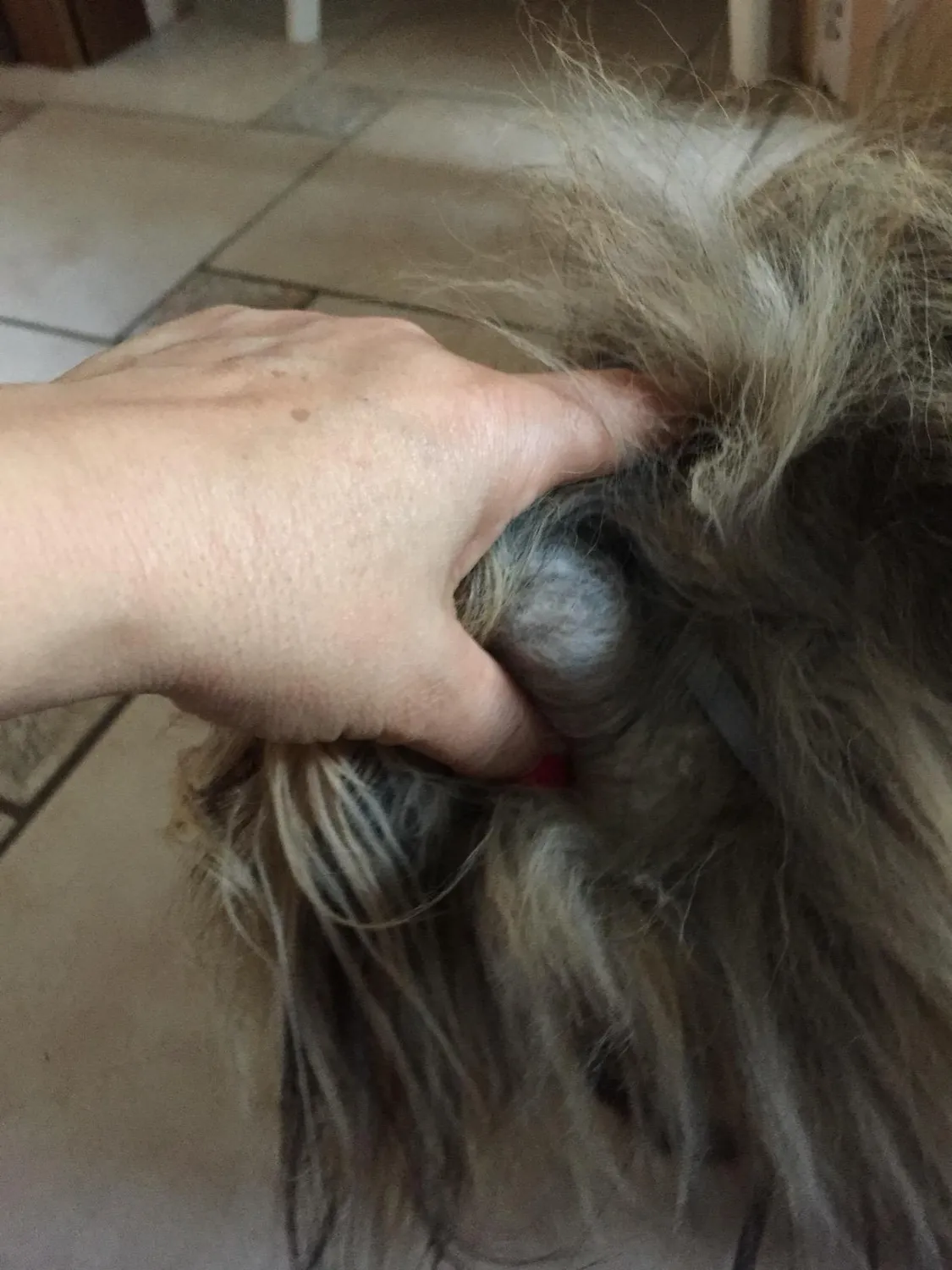 Elanco Seresto collare antiparassitario cani fino a 8 kg