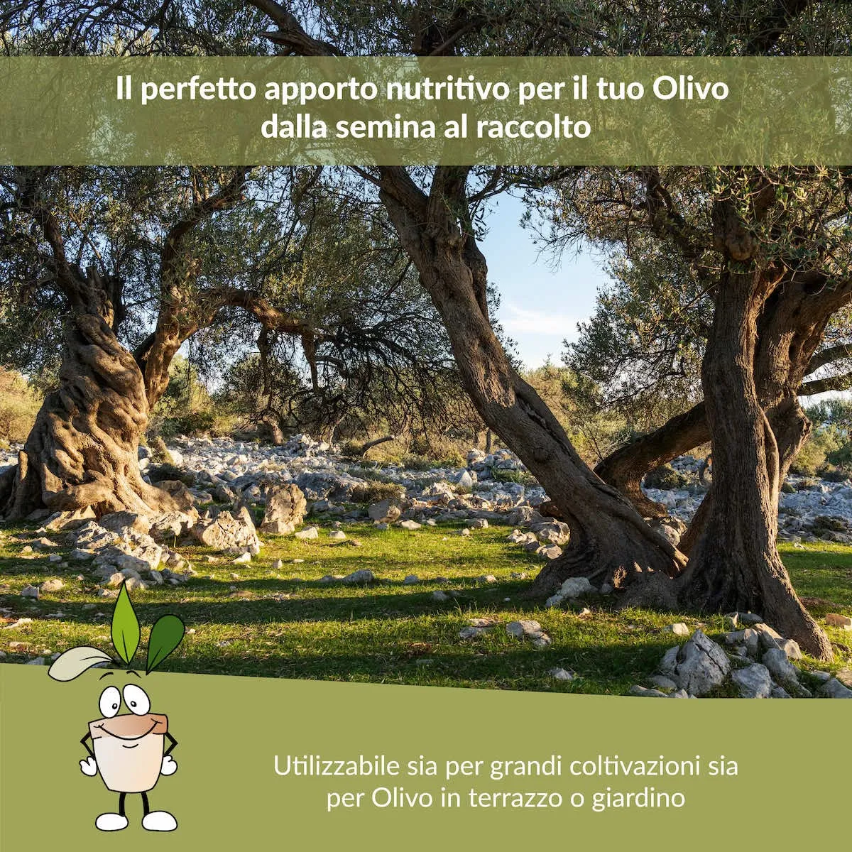 Closter Olivo concime liquido 1 litro NPK con ferro