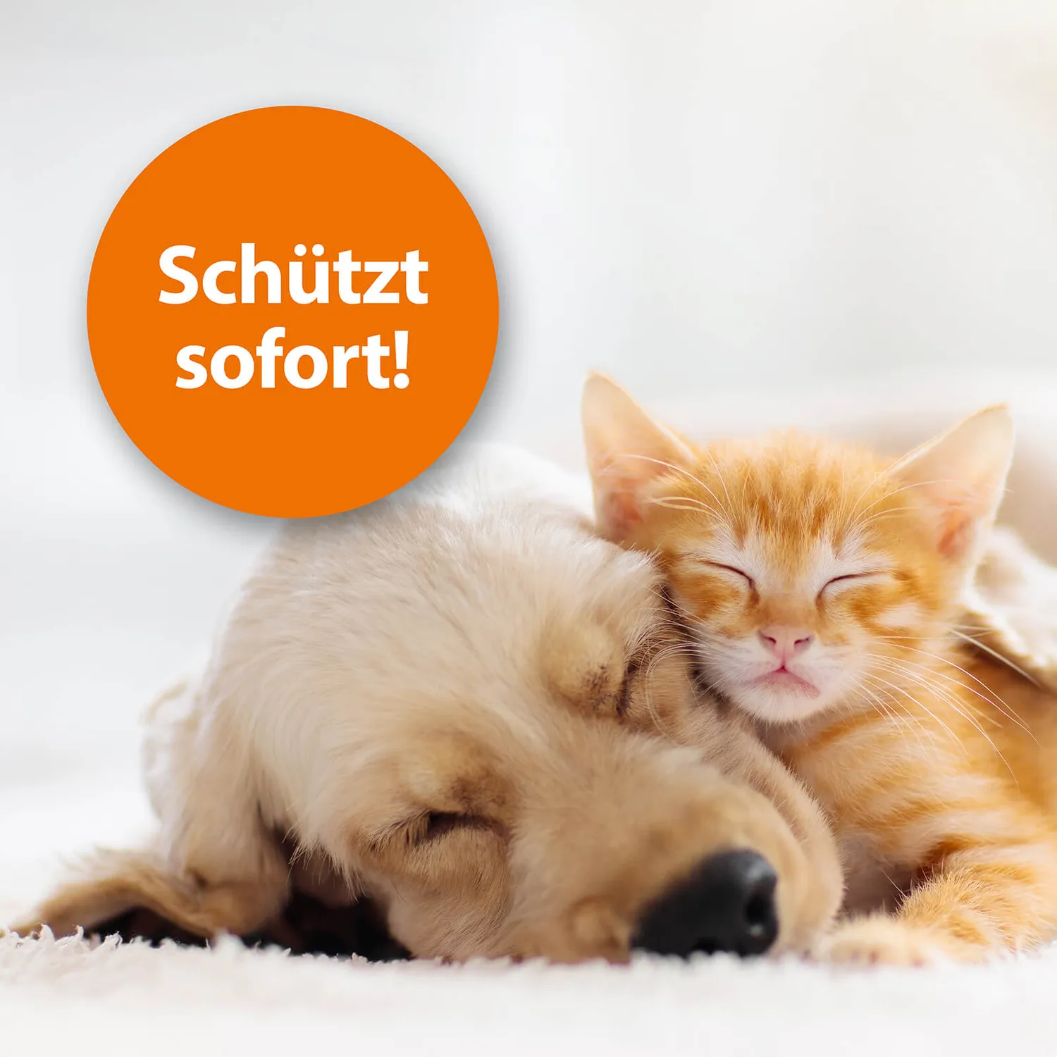 ARDAP Flohspray spray pulci cani gatti 250 ml