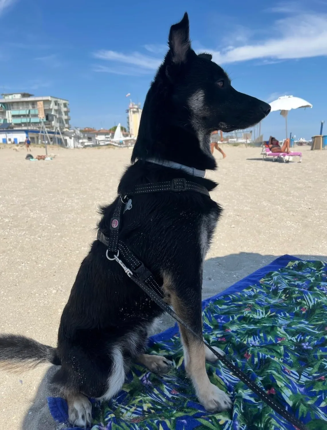 Elanco Seresto collare antiparassitario cani oltre 8 kg