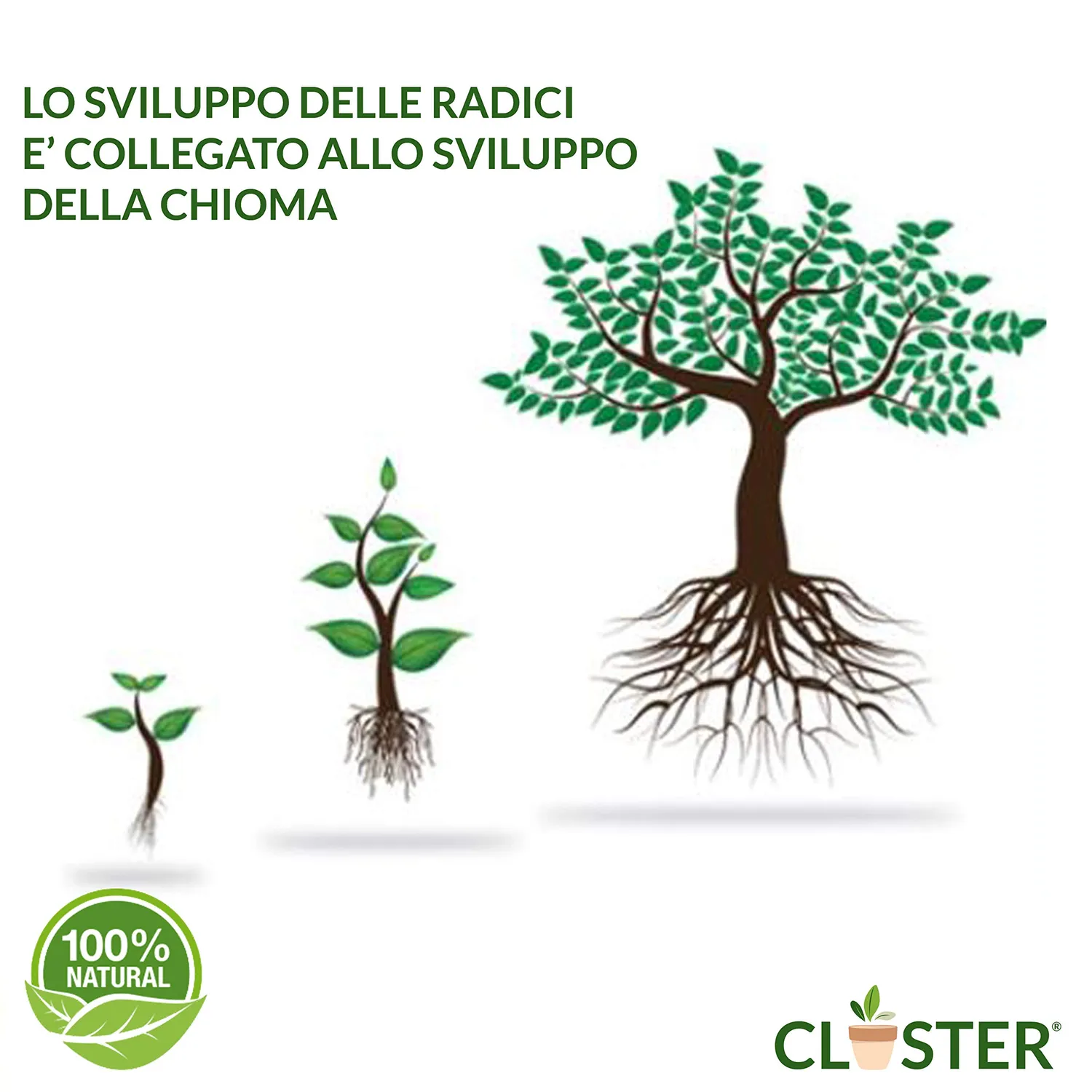 Closter Radice Forte concime radicante 150 gr con micorrize