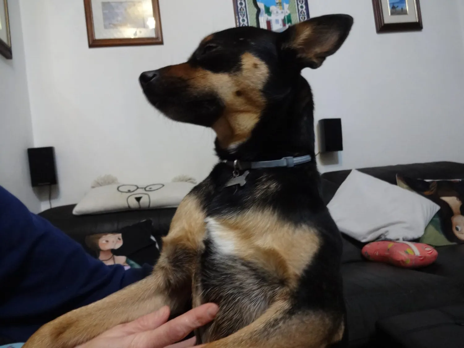 Elanco Seresto collare antiparassitario cani oltre 8 kg