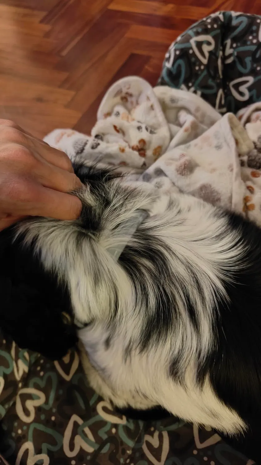 Elanco Seresto collare antiparassitario cani oltre 8 kg