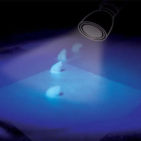 Pestnet Kapter Fluogel gel esca per blatte