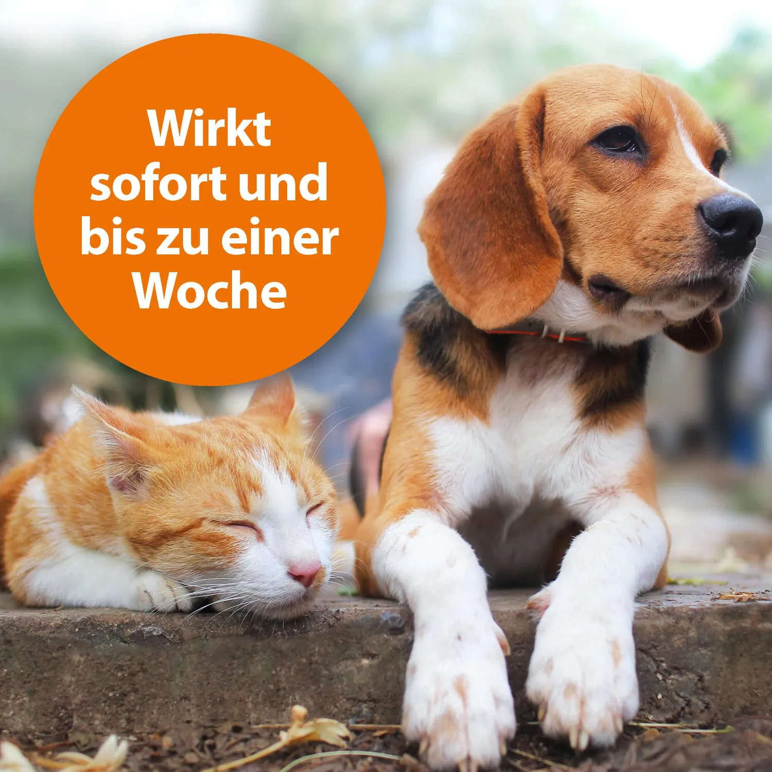 ARDAP polvere zecche e pulci cani gatti 150 g piretro
