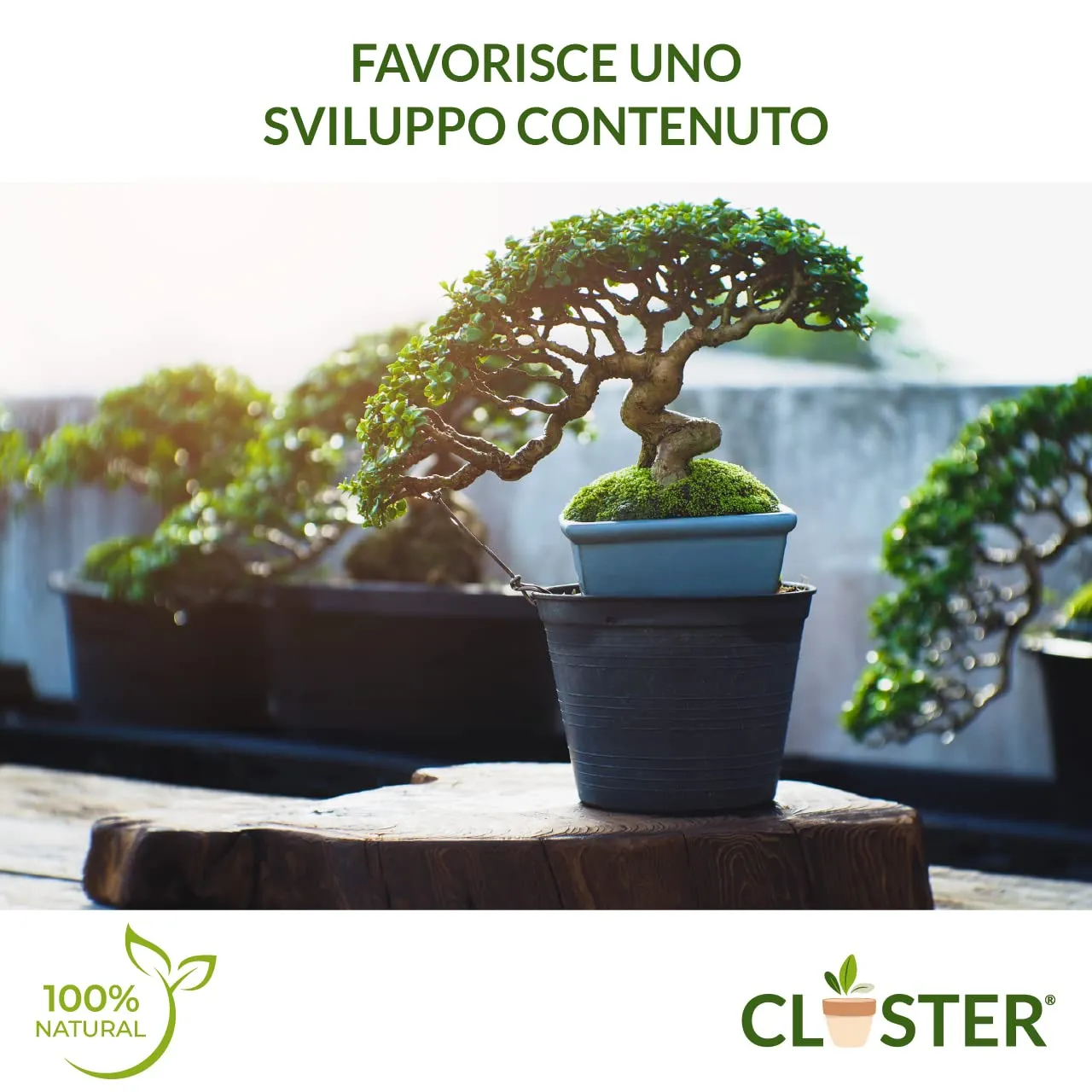 Closter Bonsai Love concime bonsai granulare 200 g NPK