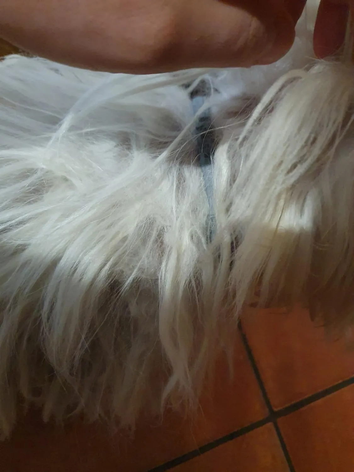 Elanco Seresto collare antiparassitario cani fino a 8 kg