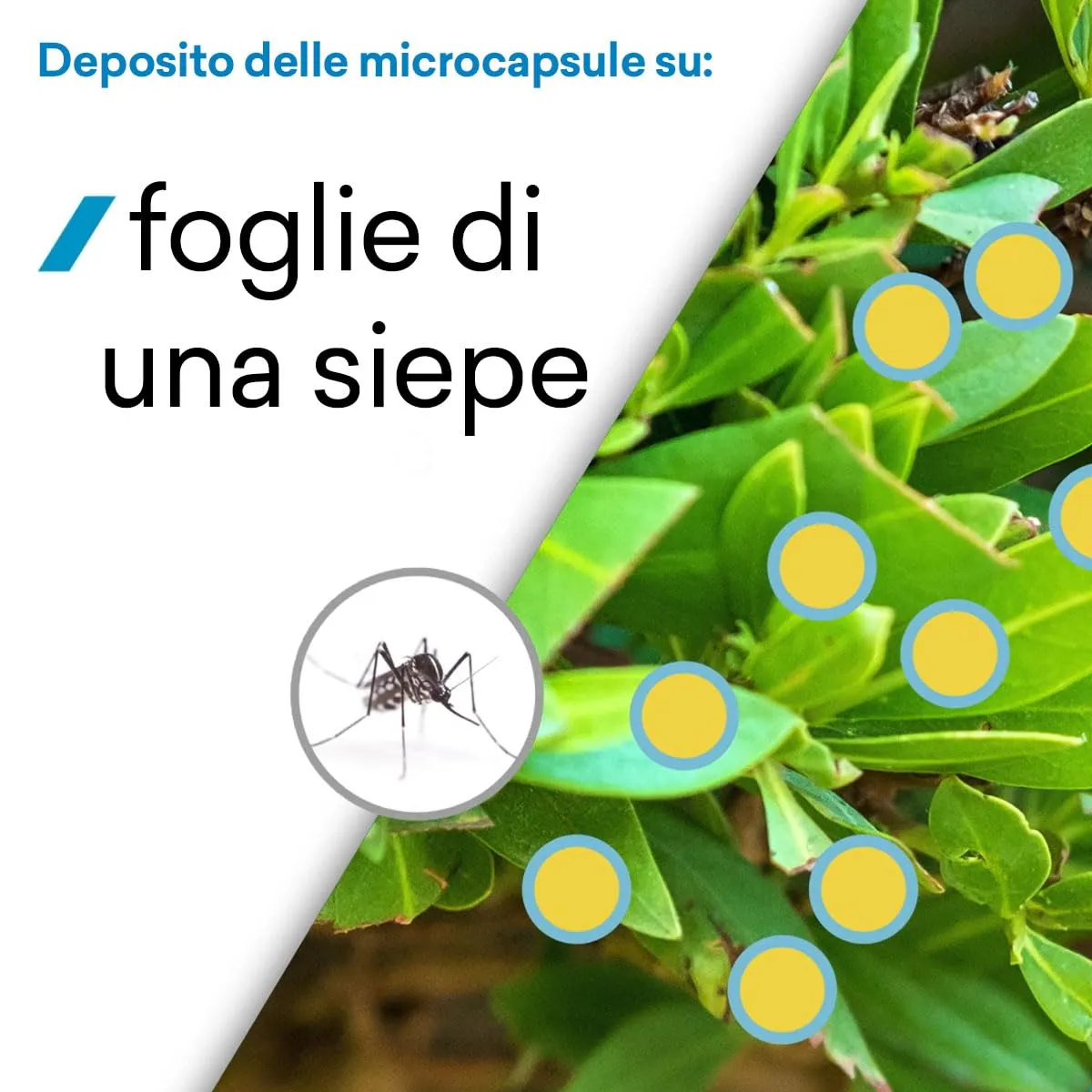 Vebi Draker 10.2 insetticida concentrato 1 litro zanzare blatte