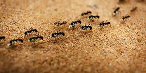 Vebi Duracid Microgranuli Insetticida Formiche 1 kg