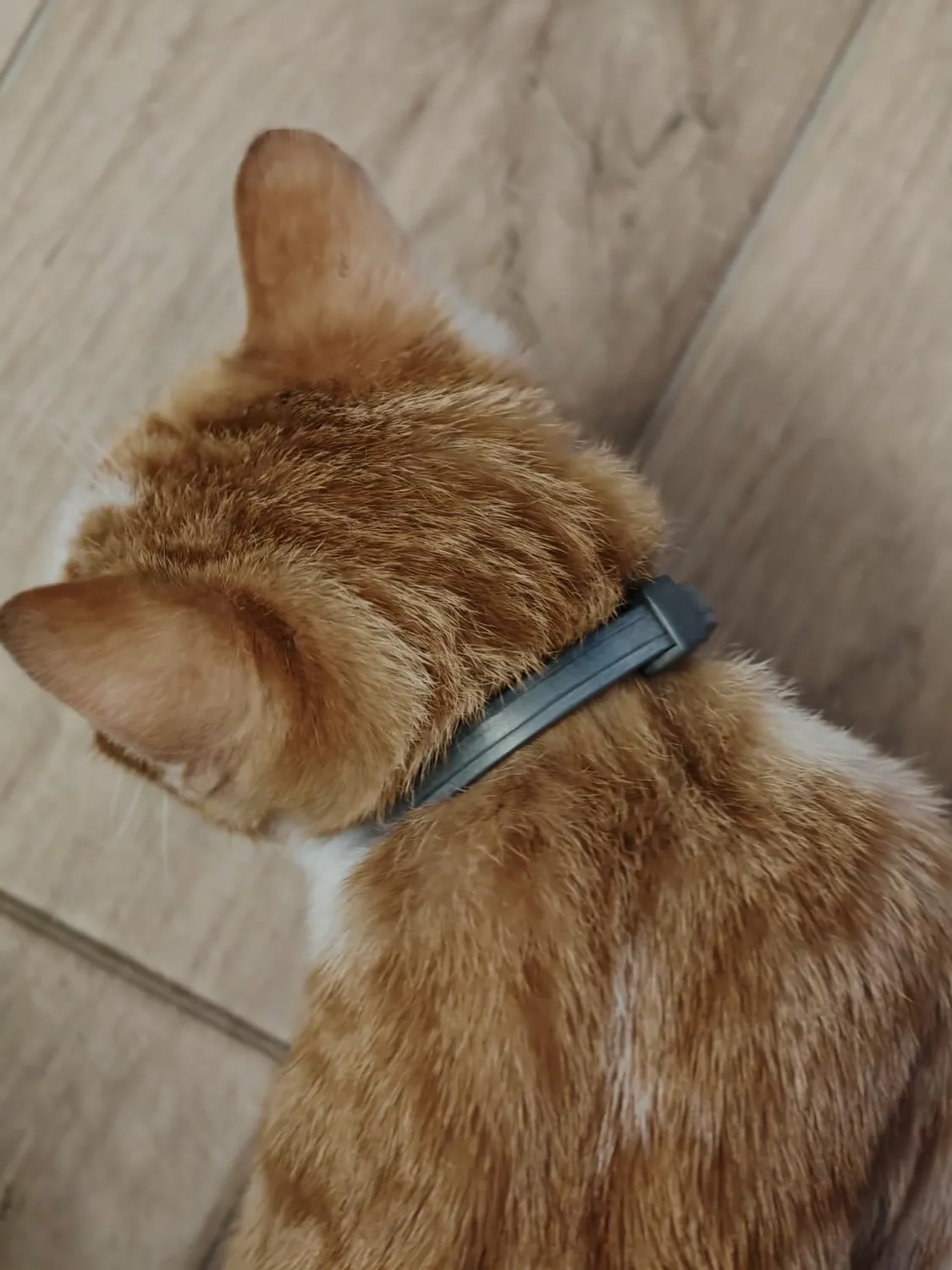 Elanco Seresto collare antiparassitario gatto 8 mesi grigio