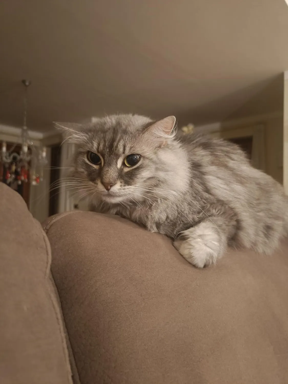 Elanco Seresto collare antiparassitario gatto 8 mesi grigio