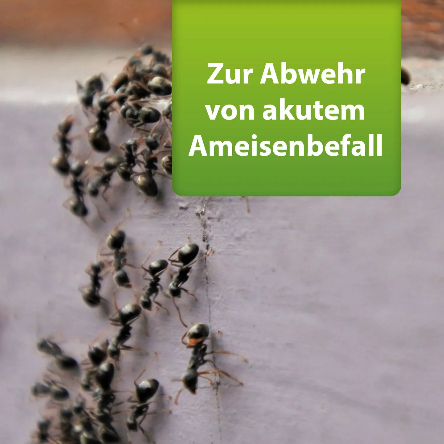 ARDAP Repell Ameisenmittel polvere formiche 500 g esterni