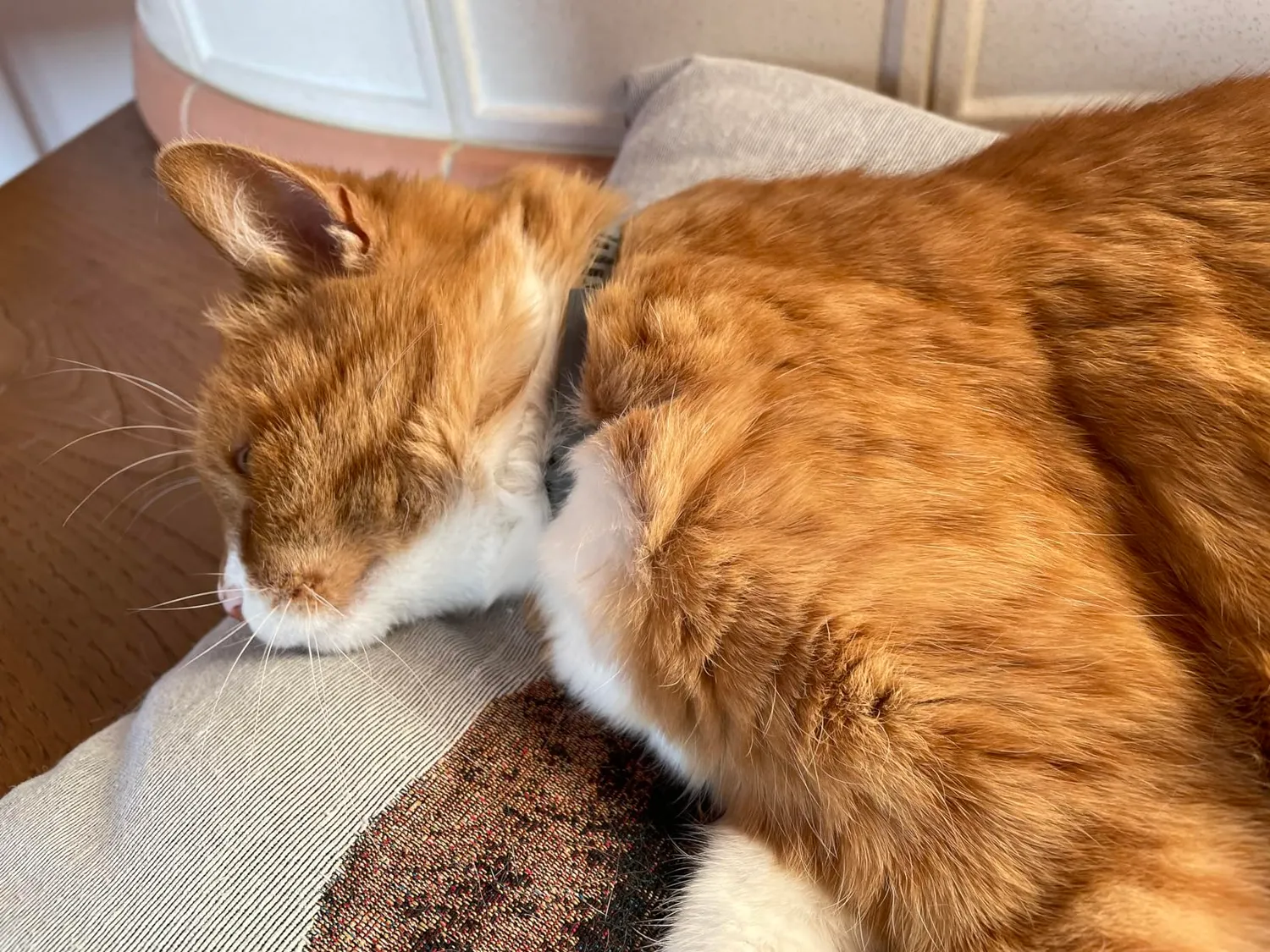 Elanco Seresto collare antiparassitario gatto 8 mesi grigio