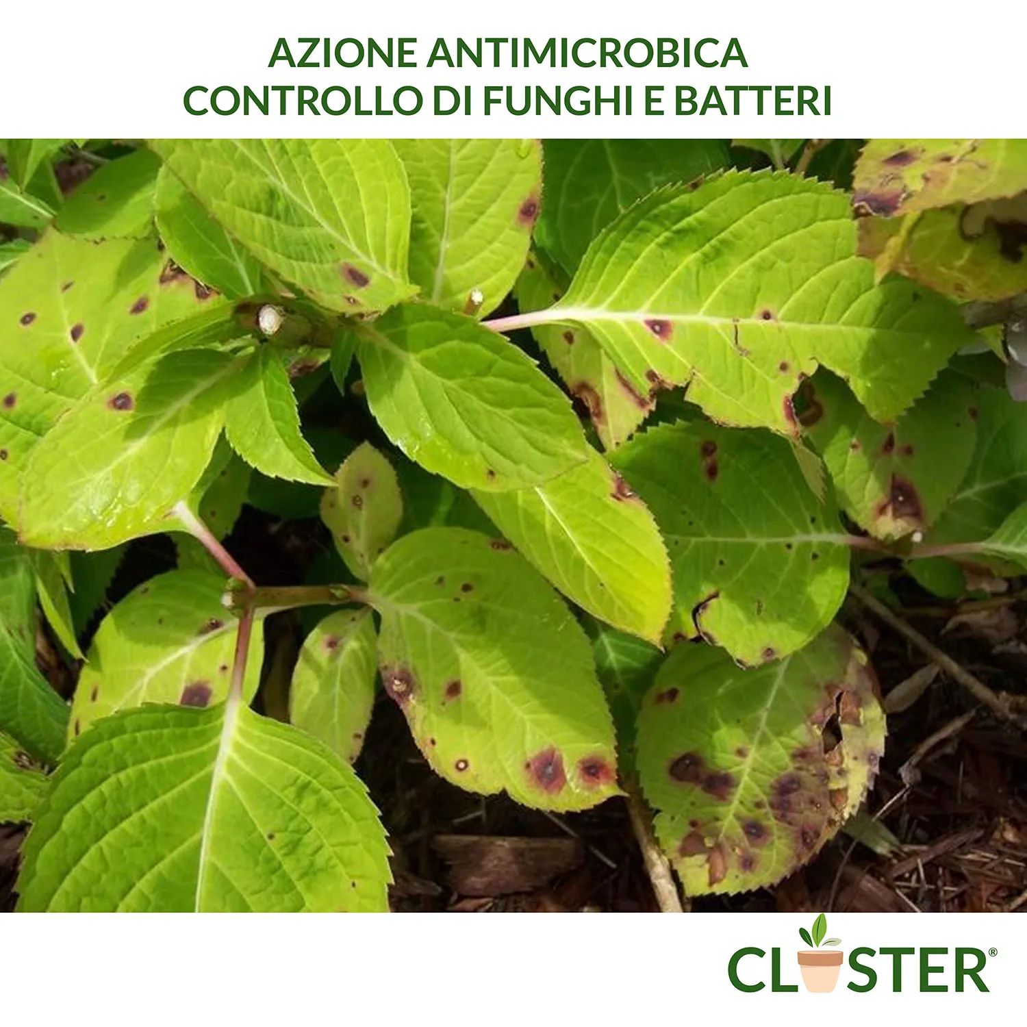 Closter Power Plants concime spray 500 ml rame e zolfo