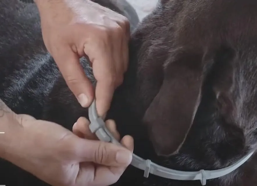 Elanco Seresto collare antiparassitario cani fino a 8 kg